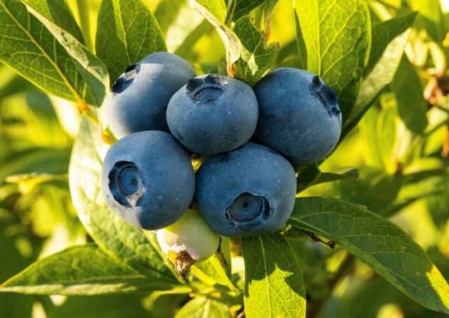 Blueberry Blueberry