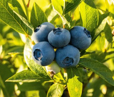 Blueberry Blueberry